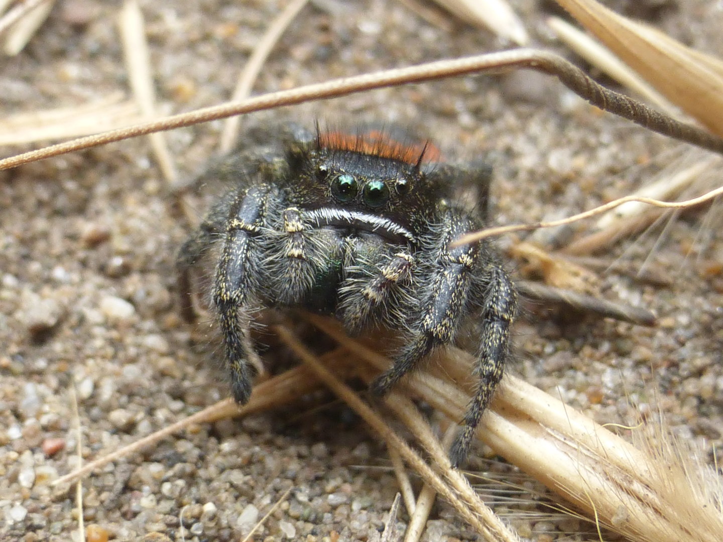 Red-backed jumping spider
