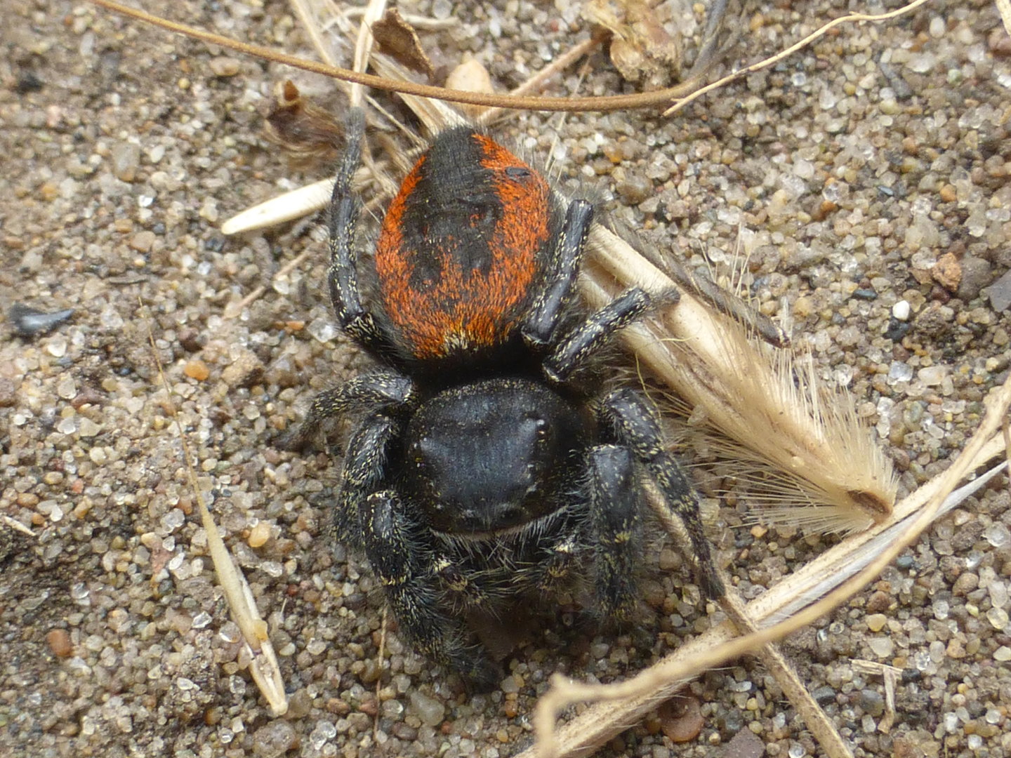 Red-backed jumping spider