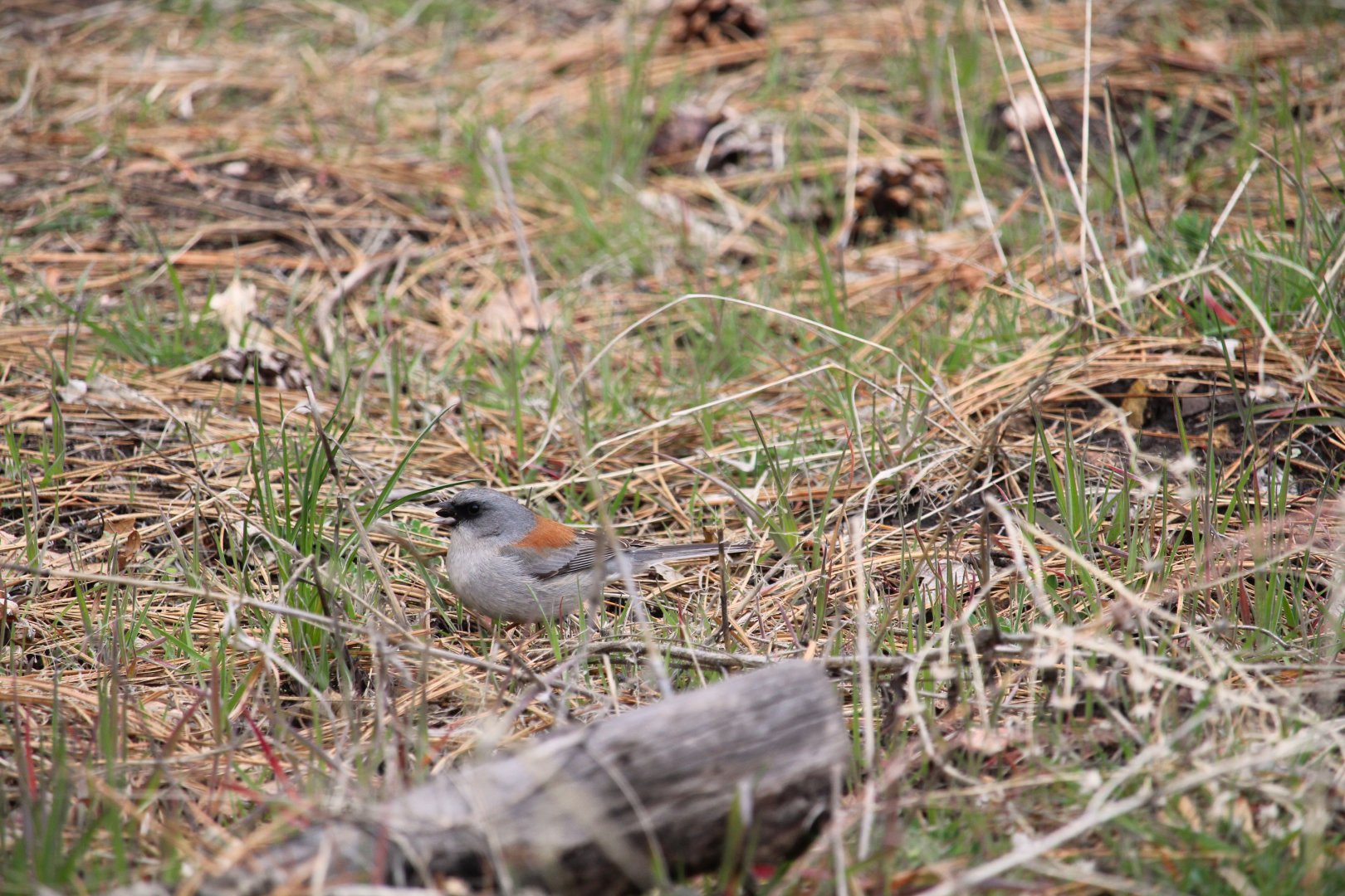 Red-backed Junco