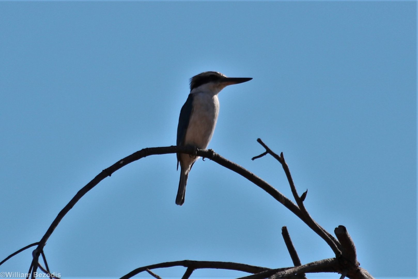 Red-backed Kingfisher - Pine Creek