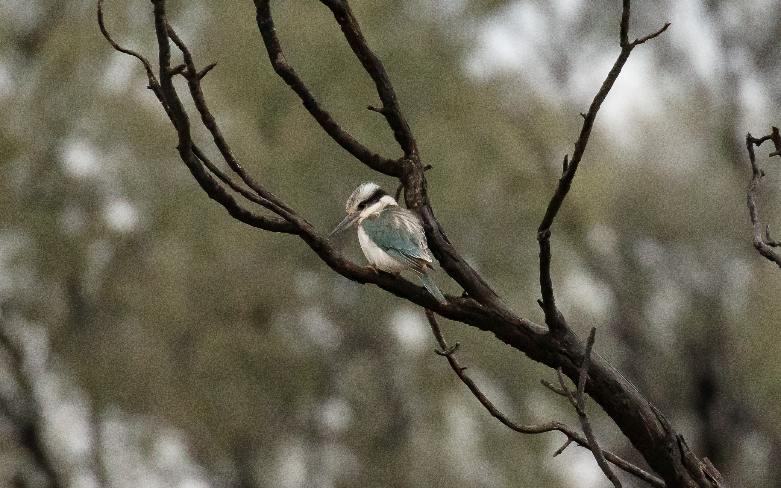 Red-backed Kingfisher