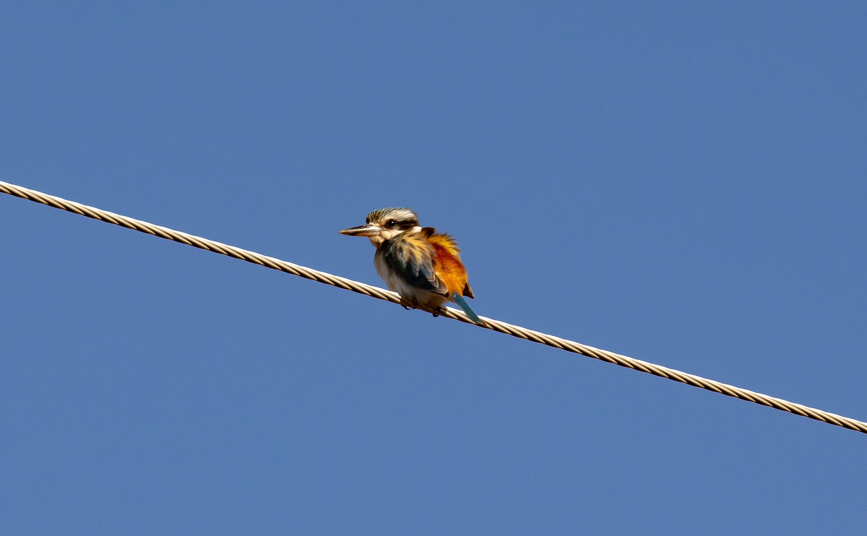 Red-backed Kingfisher
