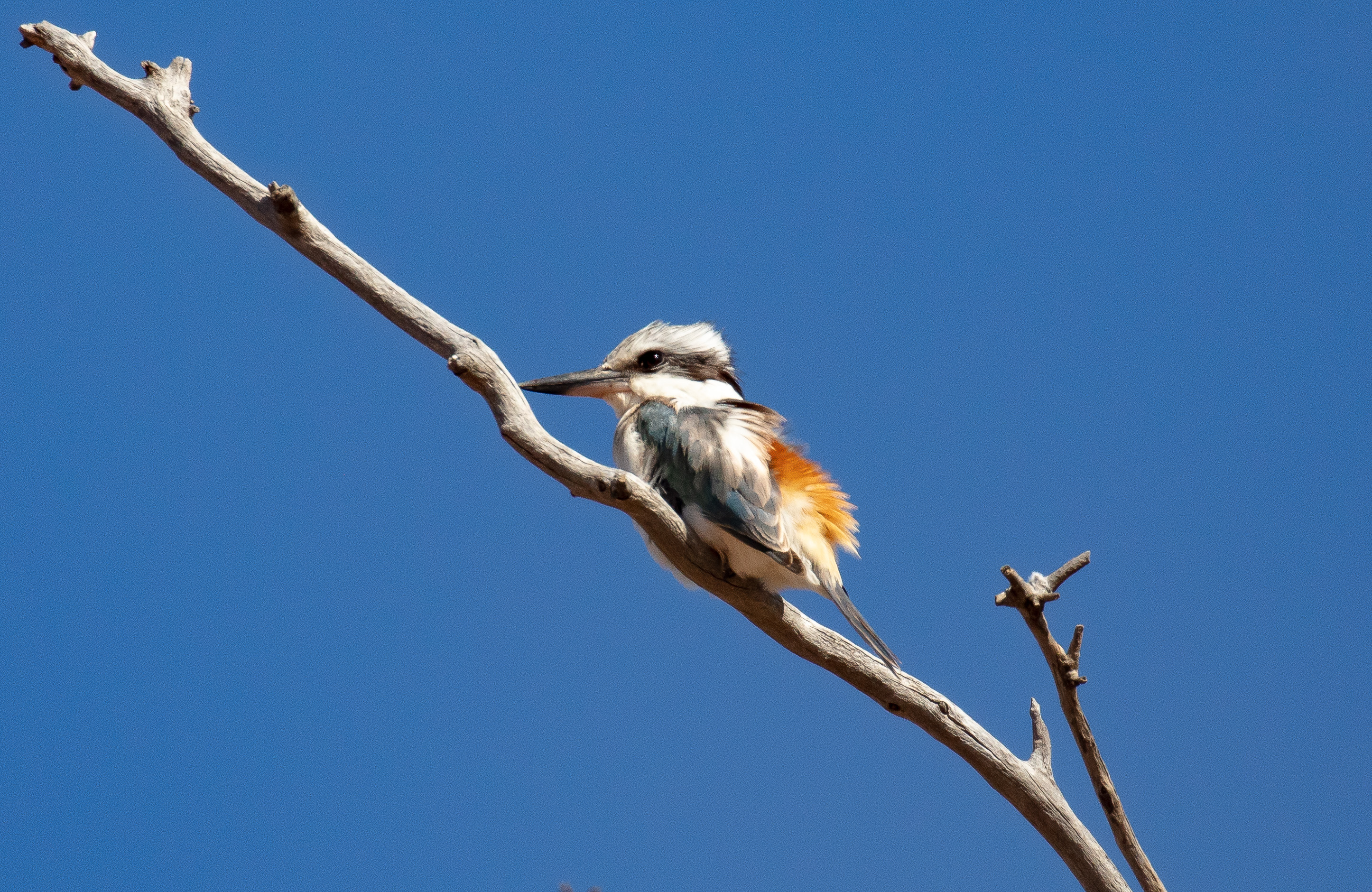 Red-backed Kingfisher