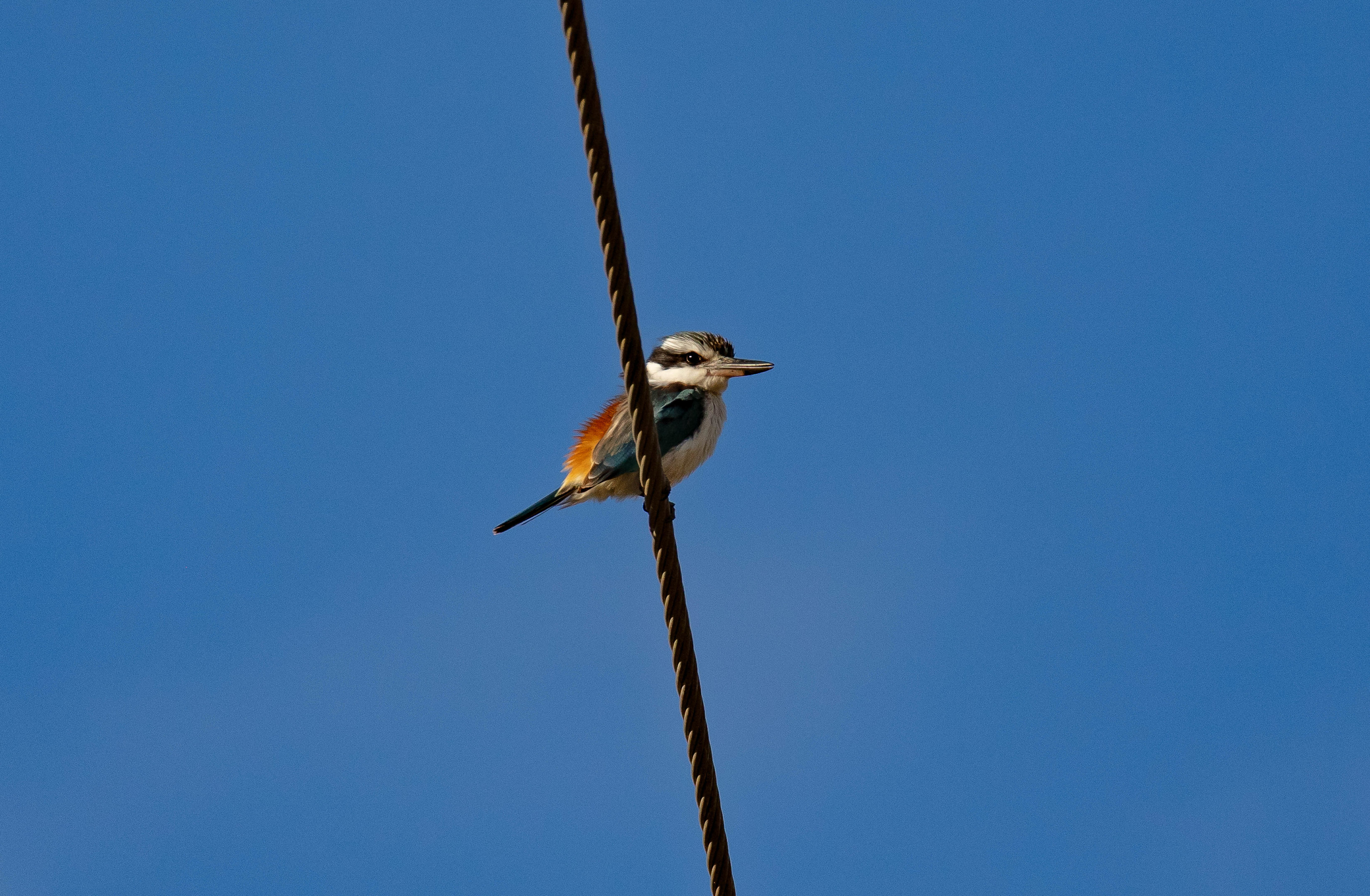 Red-backed Kingfisher
