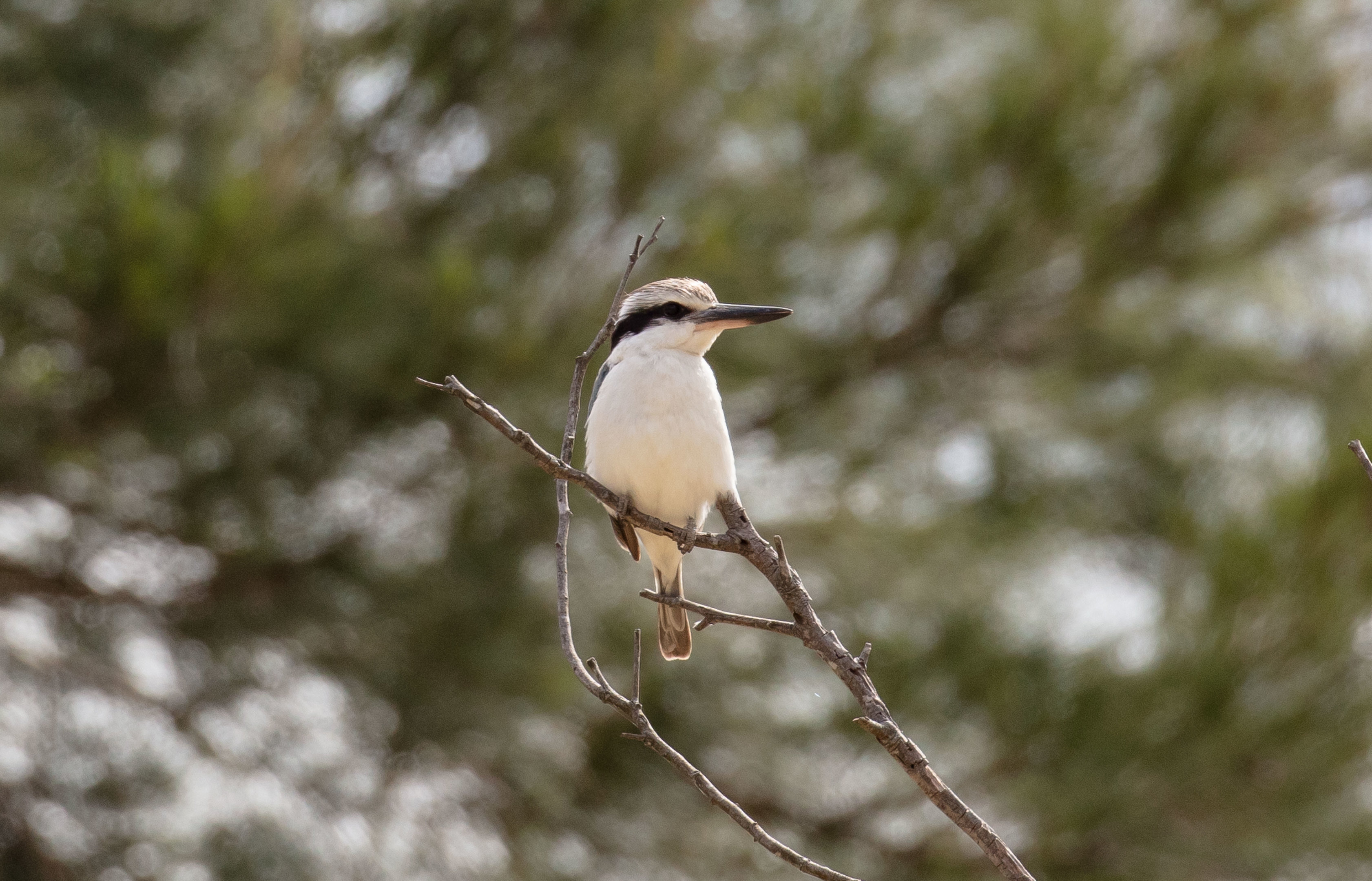 Red-backed Kingfisher