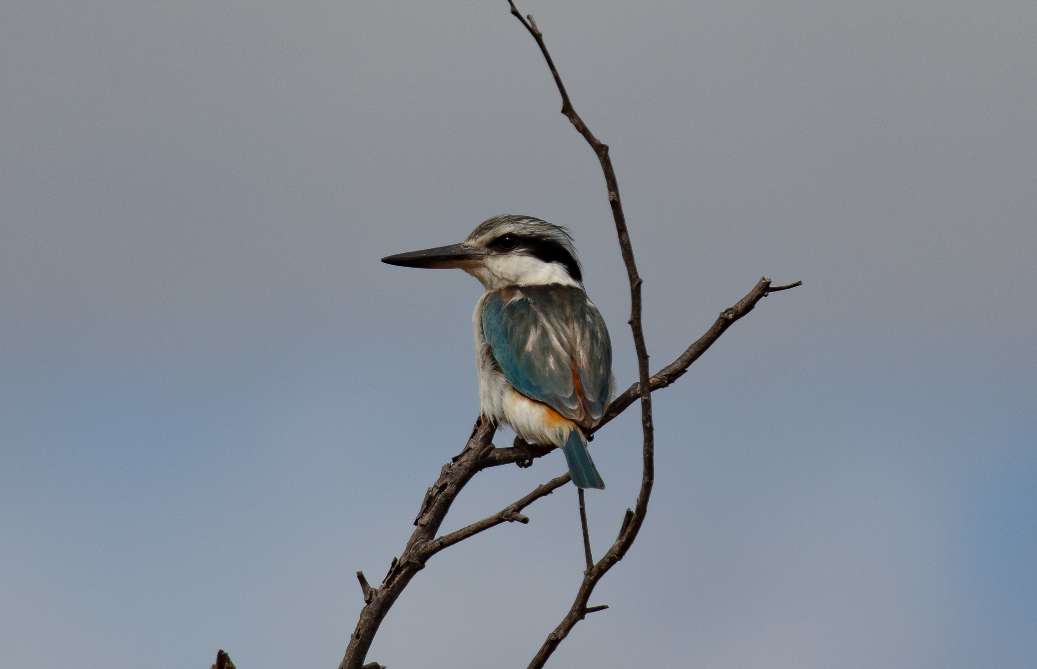 Red-backed Kingfisher