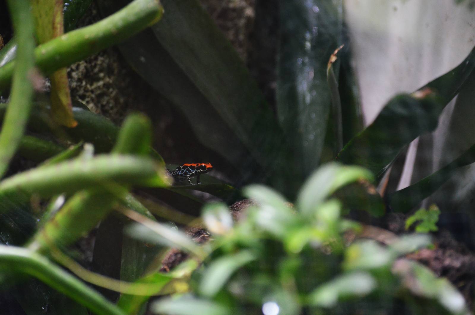 Red-backed Poison Arrow Frog at Zurich Zoo, 12/09/16