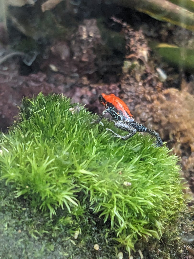 Red-Backed Poison Dart Frog