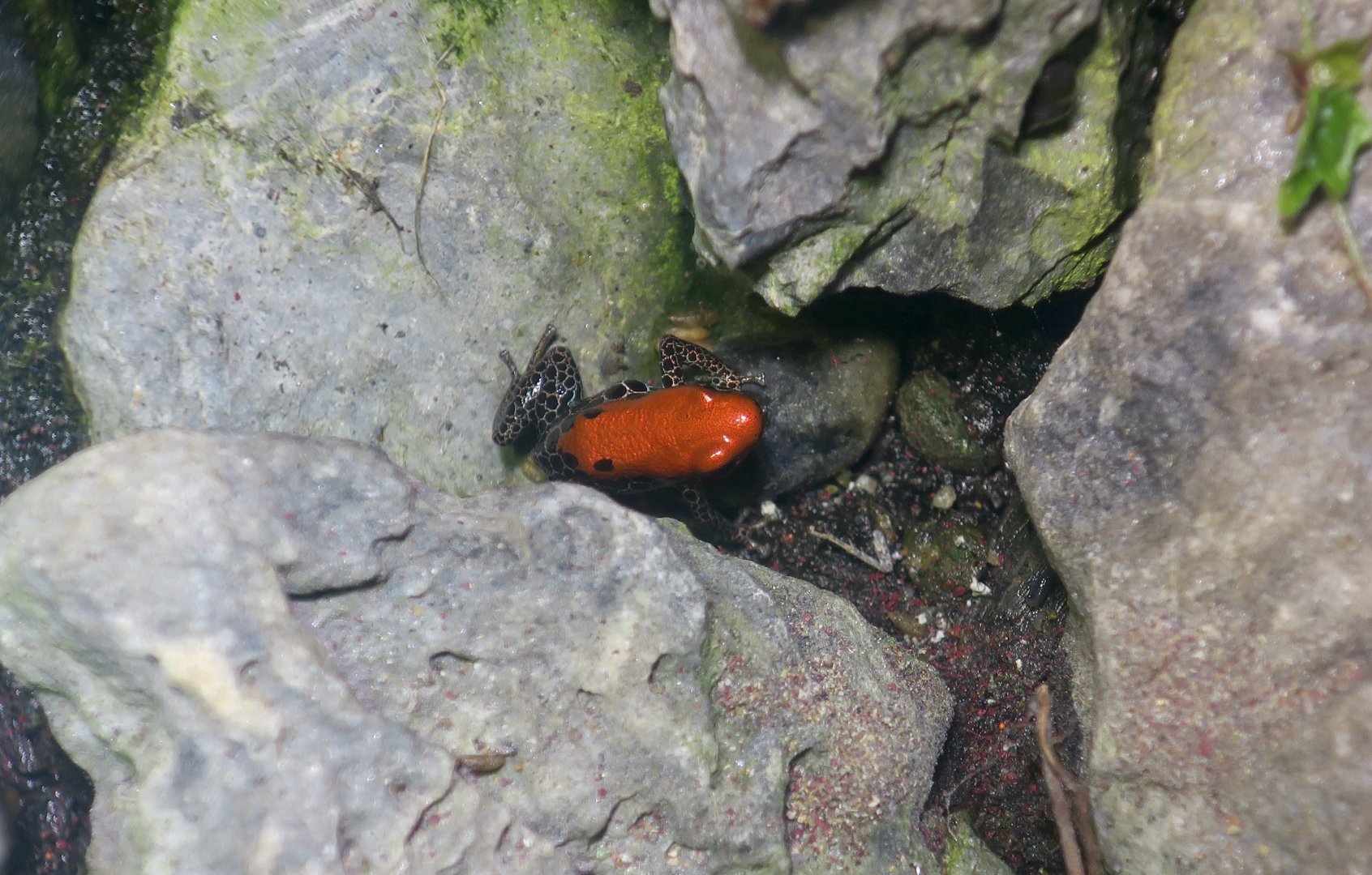 Red-Backed Poison Frog (Ranitomeya reticulata)