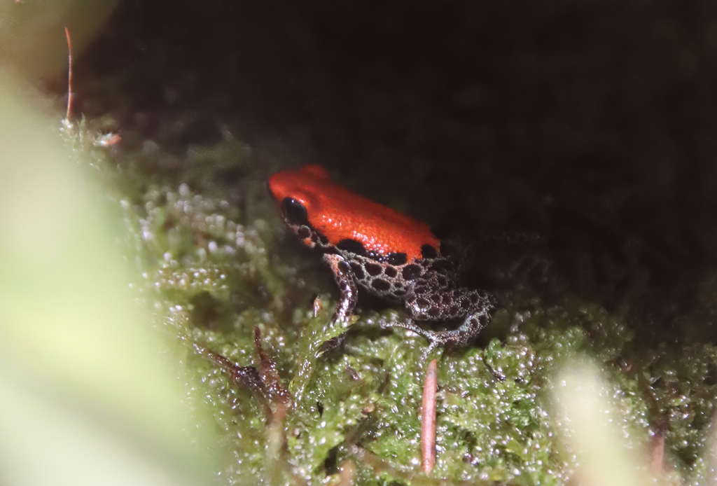 Red-backed poison frog "Solid" (Ranitomeya reticulata)