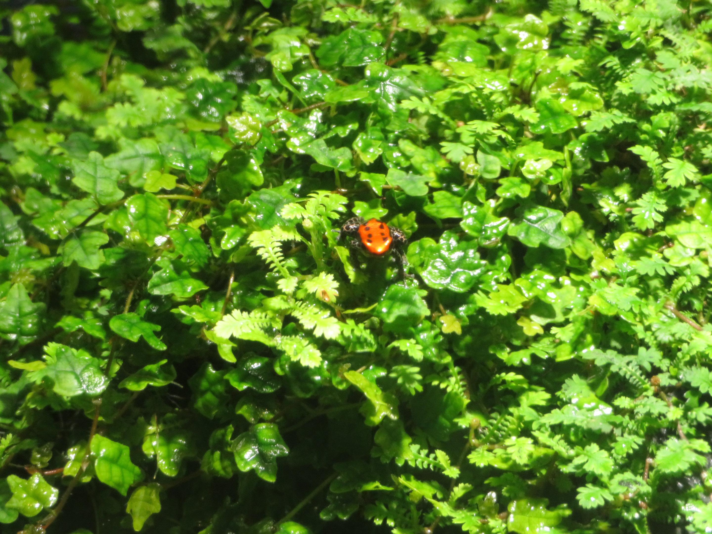 Red-backed Poison Frog