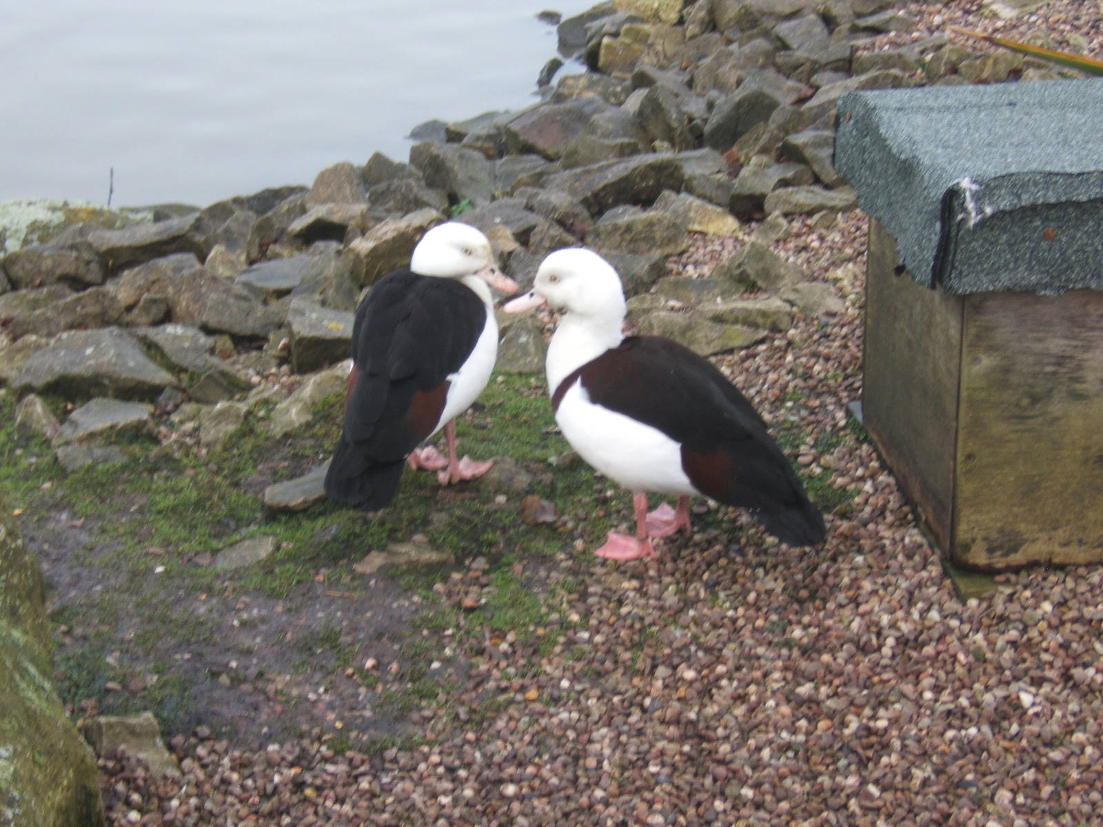 Red-backed Radjah Shelduck