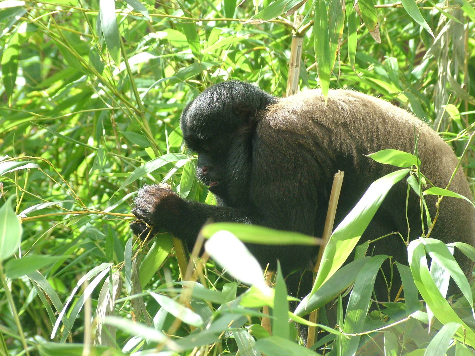 Red-backed Saki at Colchester, 28/08/10