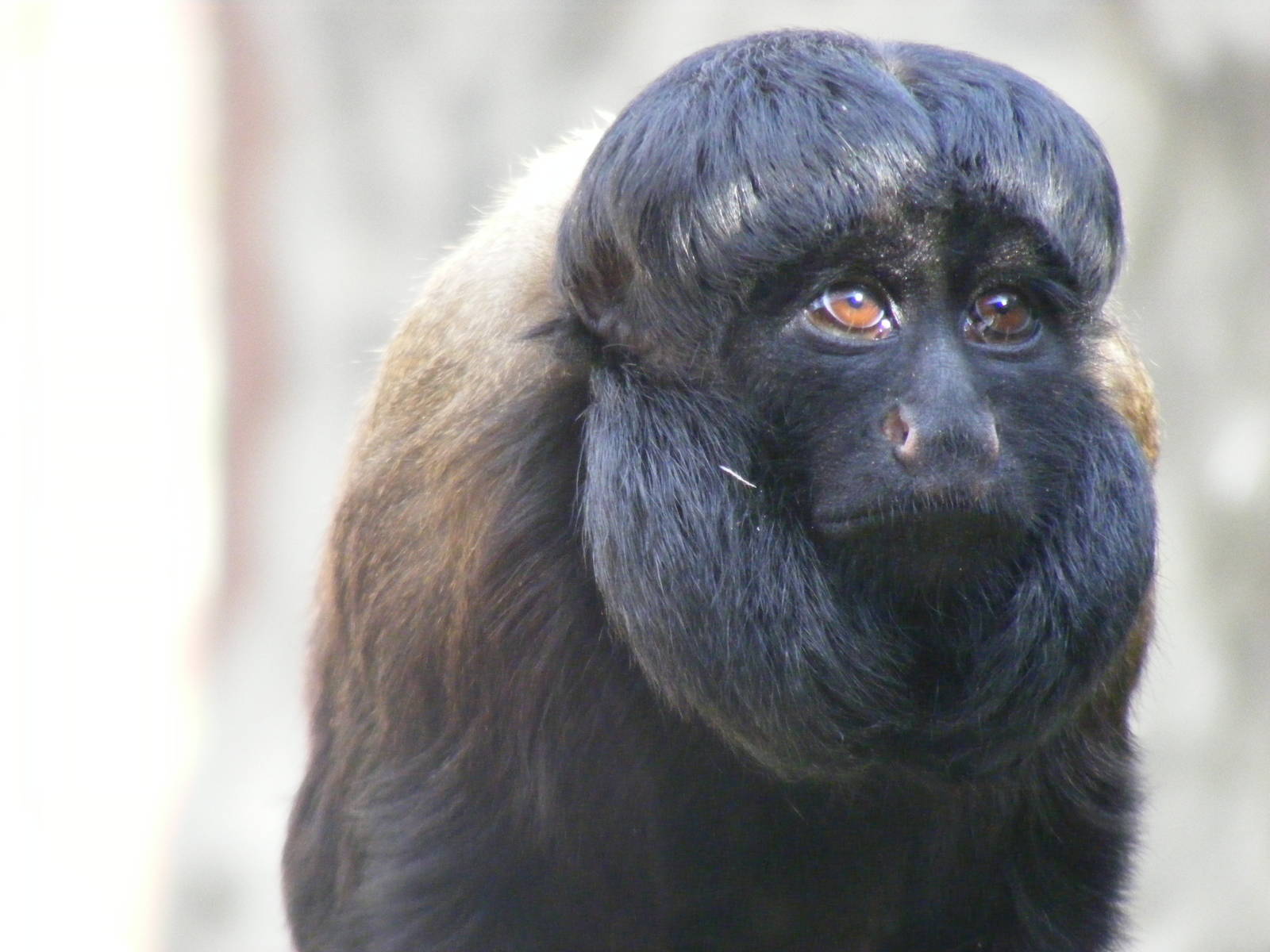 Red-backed saki monkey at Colchester Zoo, 17 September 2010