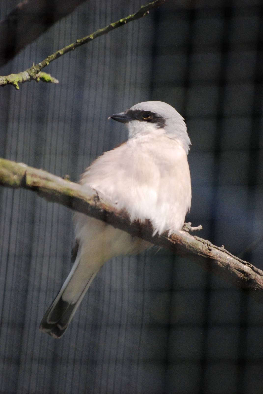 Red-backed Shrike at Dresden, 29/08/12