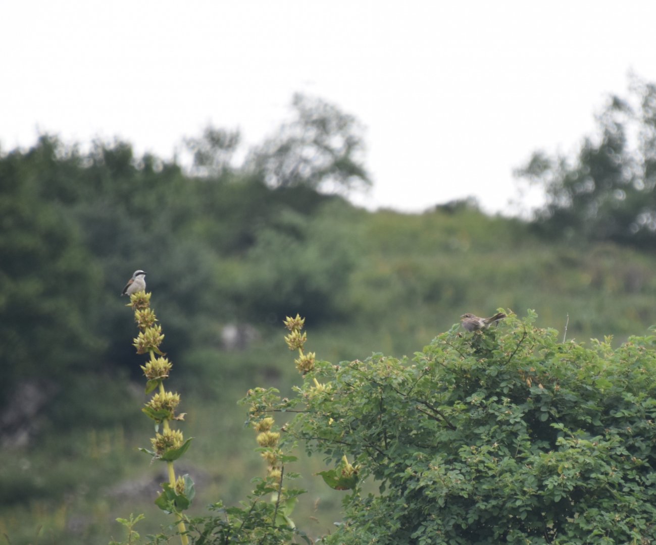 Red-backed shrike pair