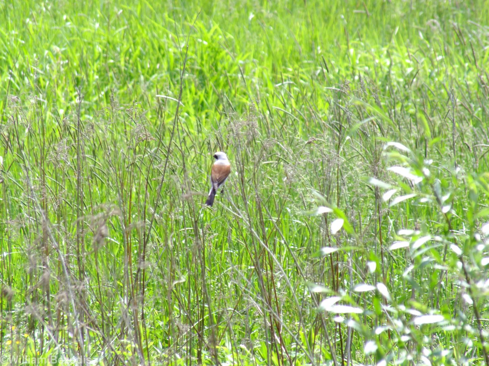 Red-backed Shrike
