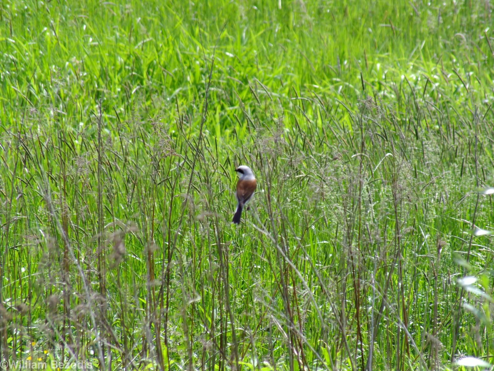 Red-backed Shrike