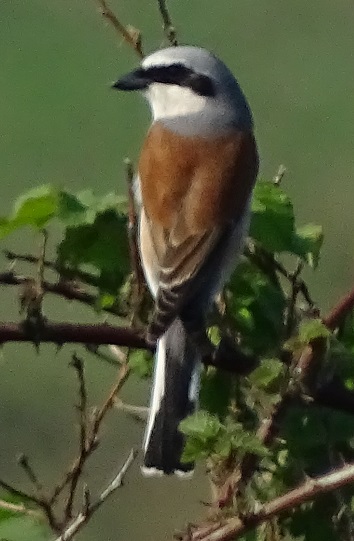 Red-backed shrike