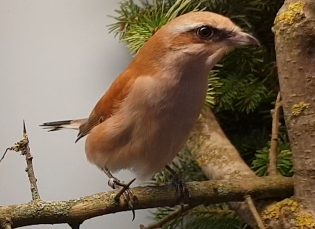 Red-backed shrike