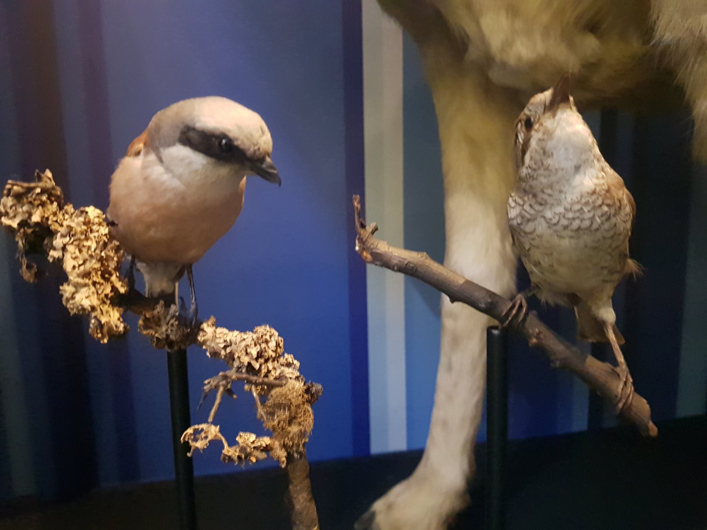 Red-backed Shrikes Taxidermy