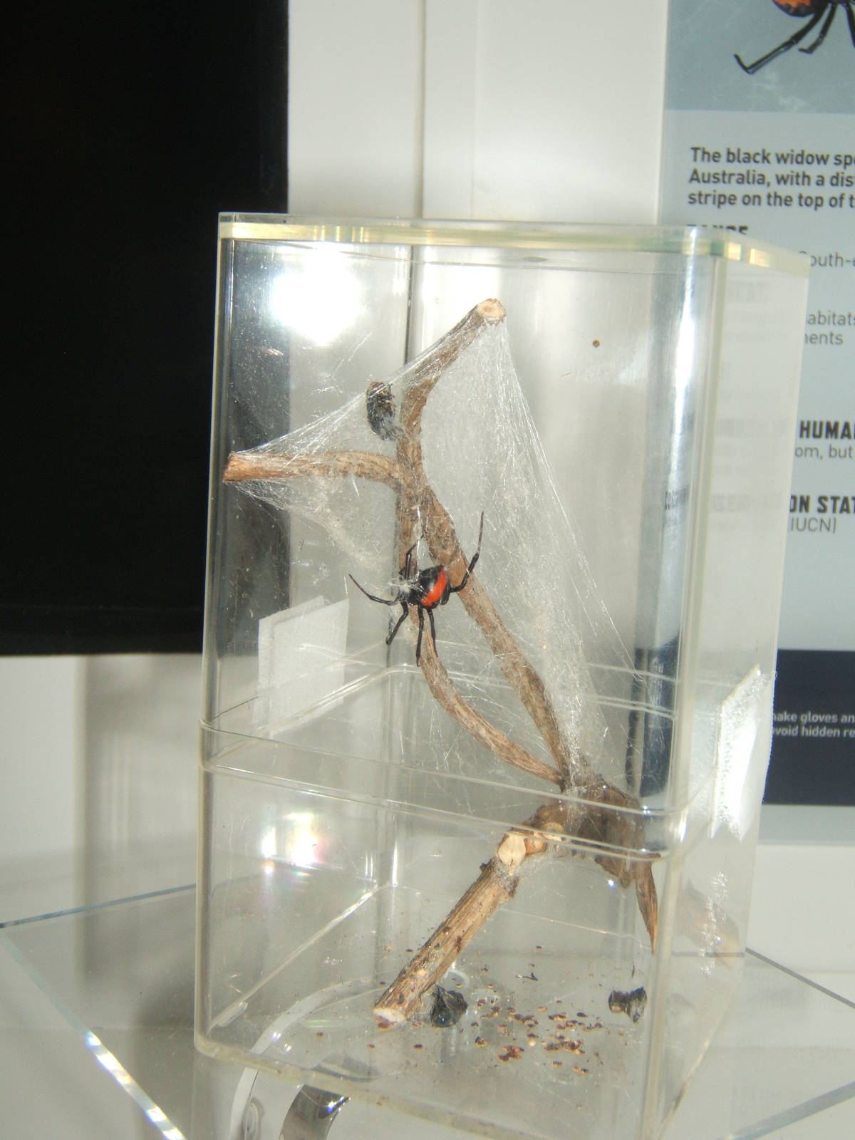 Red-backed Spider (Latrodectus hasselti)