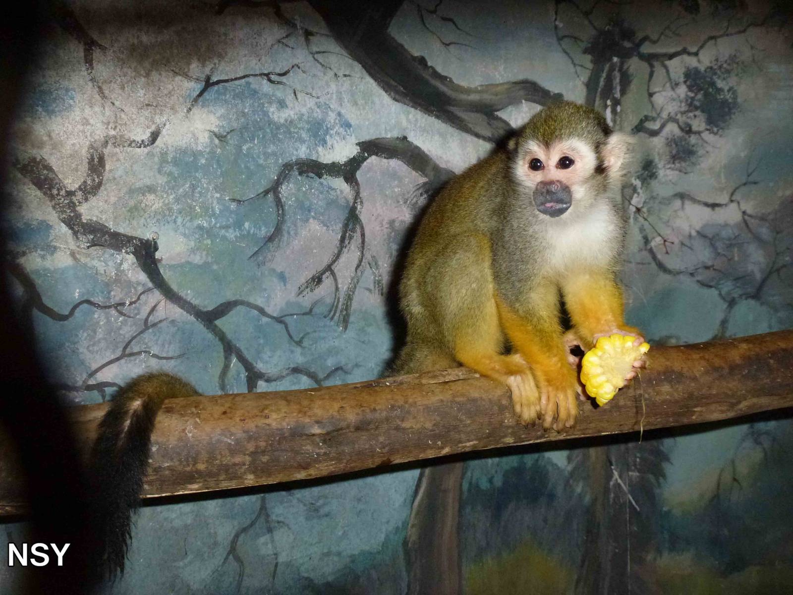 Red-backed squirrel monkey, June 2013.
