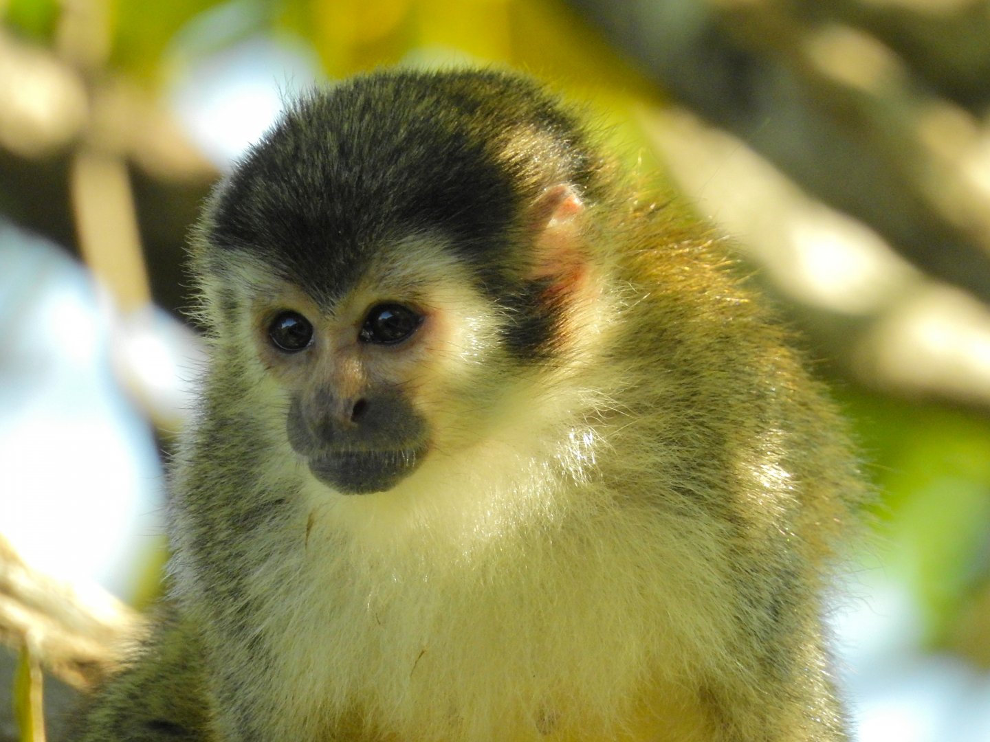Red Backed Squirrel Monkey