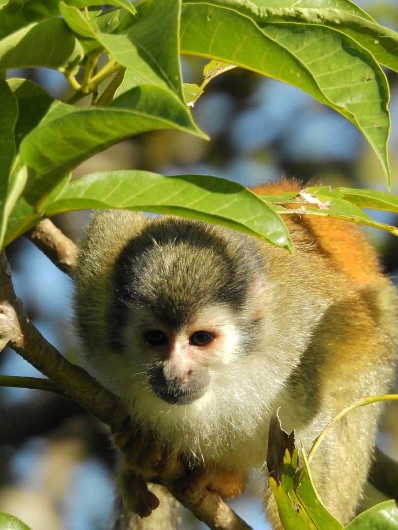 Red Backed Squirrel Monkey