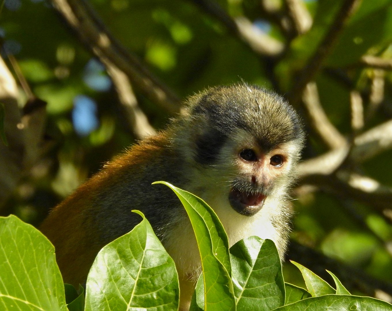 Red Backed Squirrel Monkey