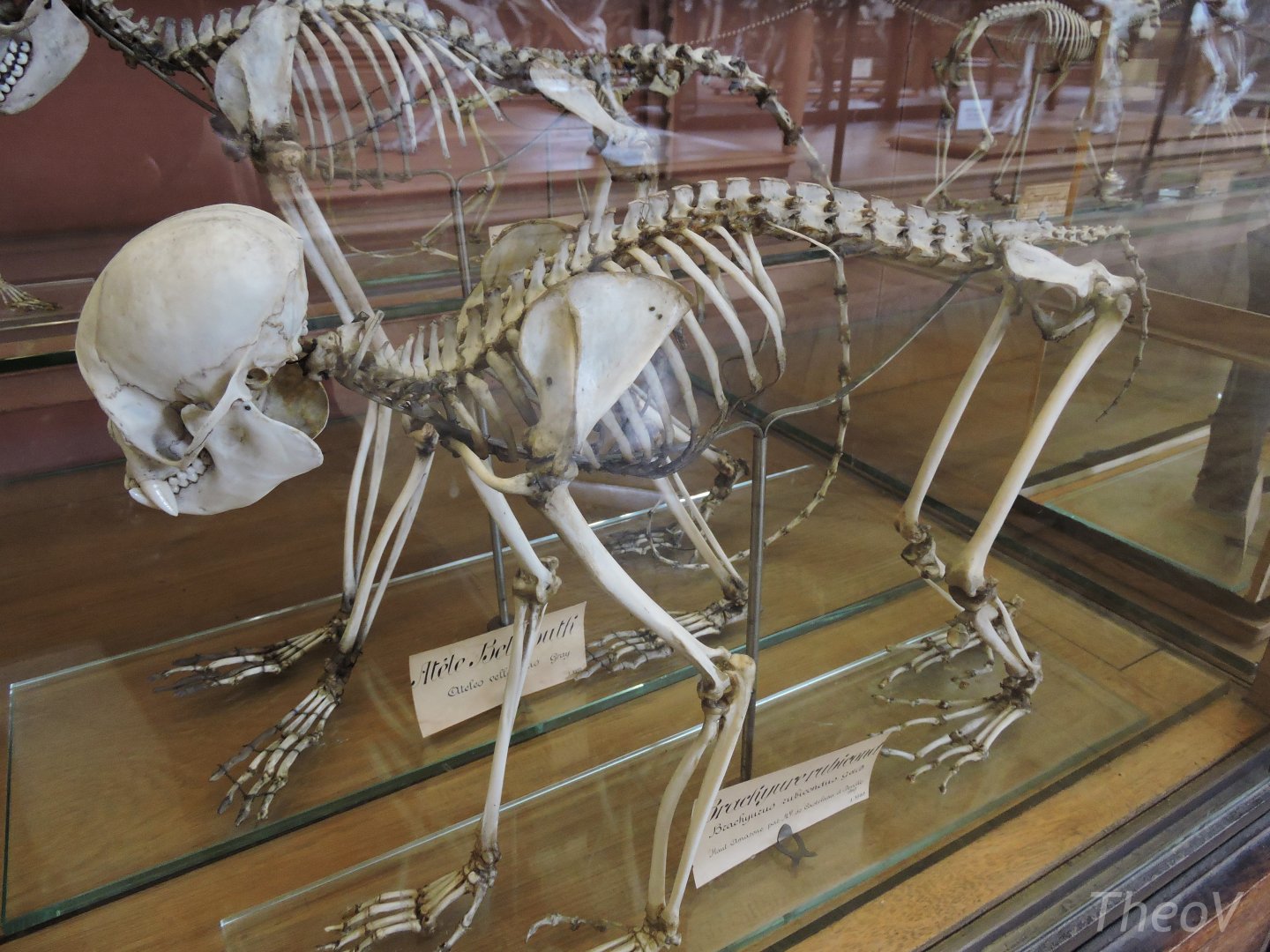 Red bald-headed uakari [2015]