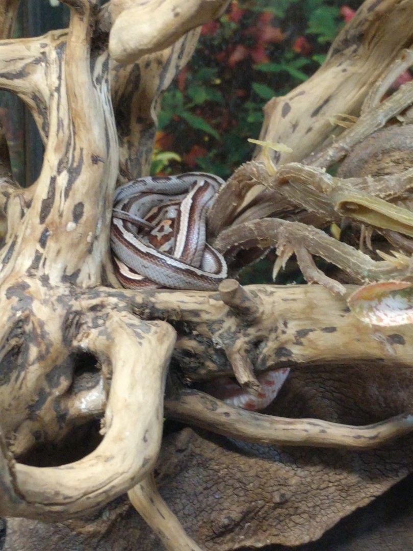 Red Bamboo Racer Enclosure