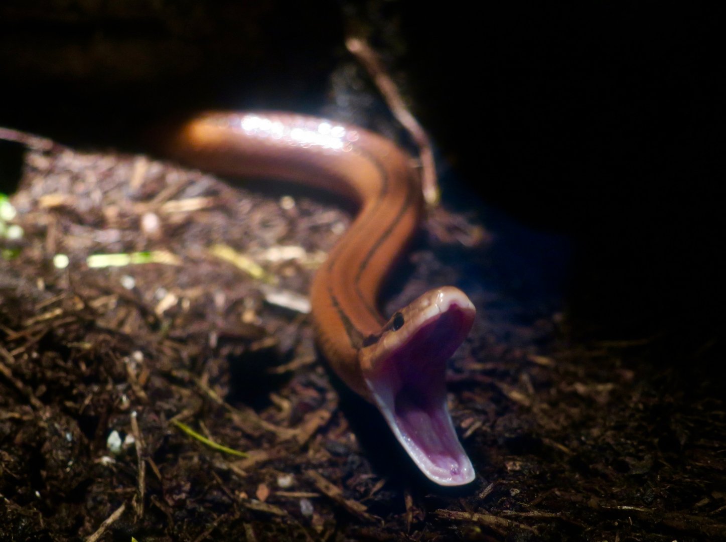 Red Bamboo Racer (Oreocryptophis porphyraceus coxi)