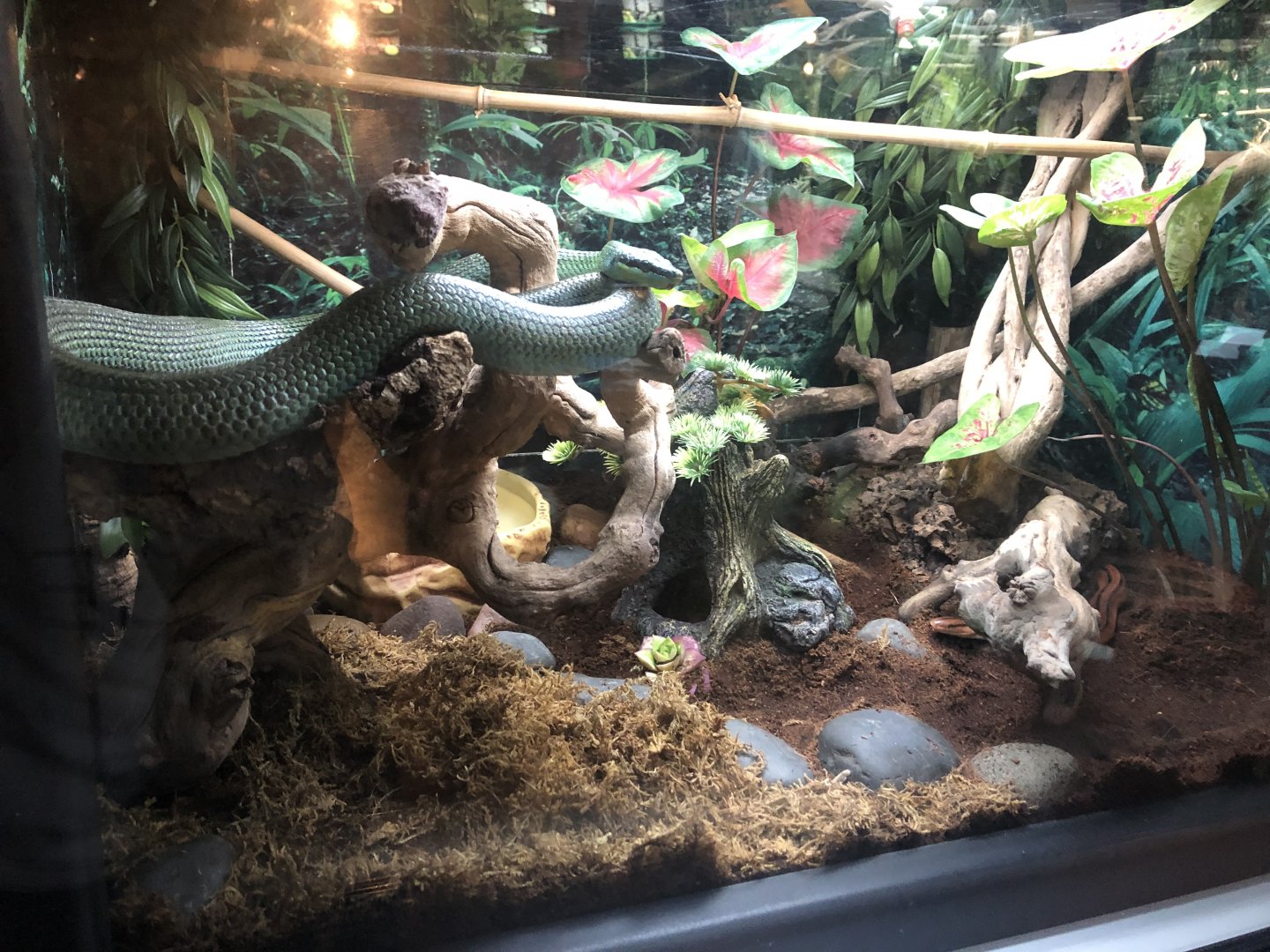 Red bamboo rat snake and Vietnamese rat snake