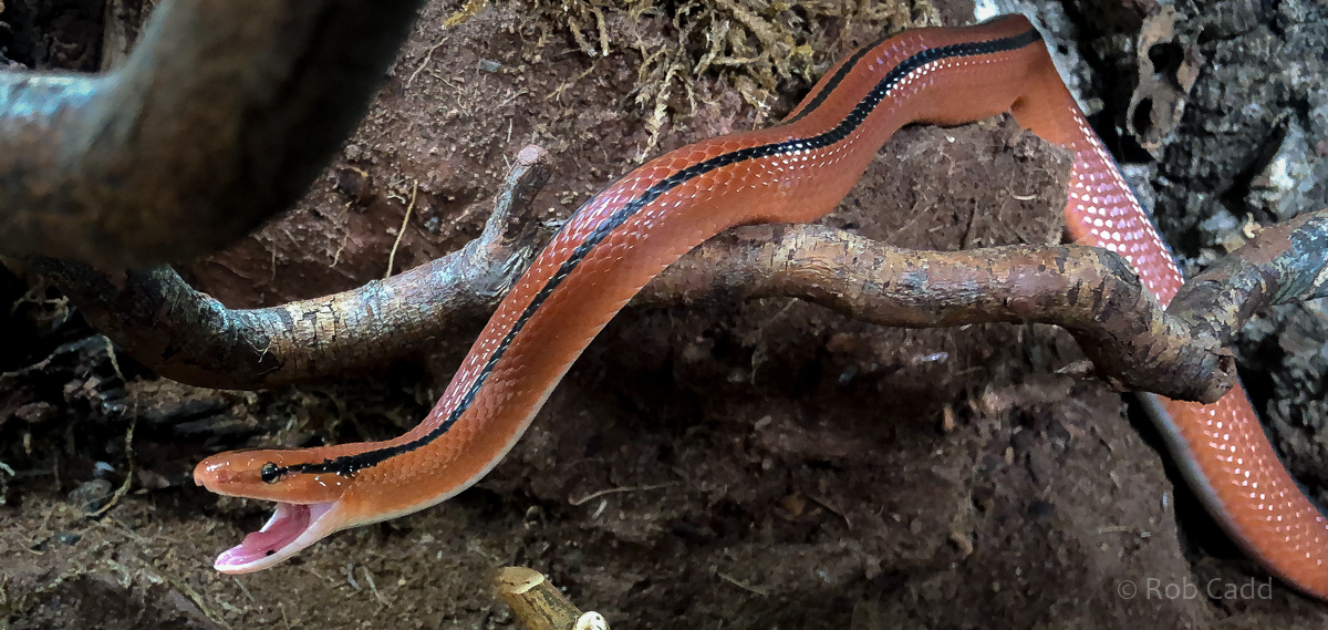 Red bamboo rat snake : Hamerton : 16 Aug 2020