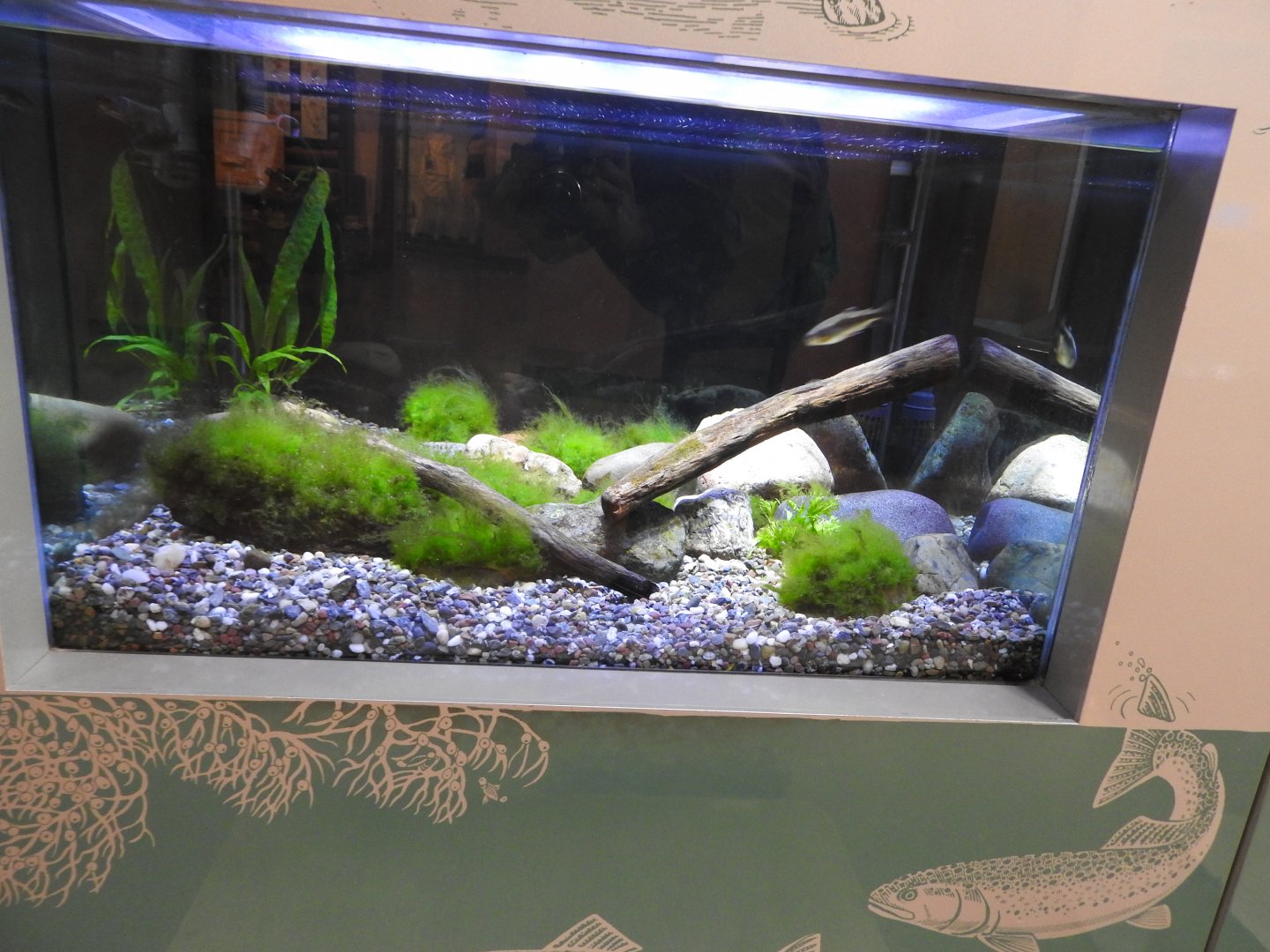 Red-band Trout grow tank