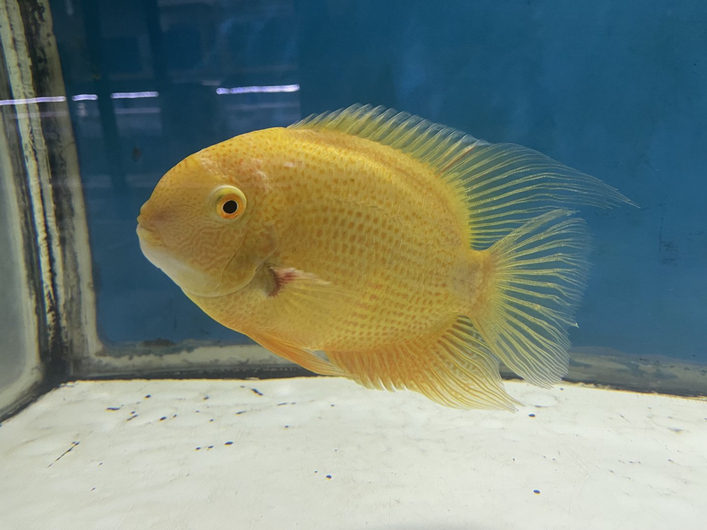 red banded cichlid (heros severus)