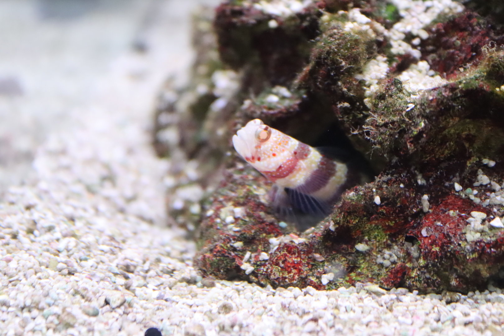 Red-banded Goby