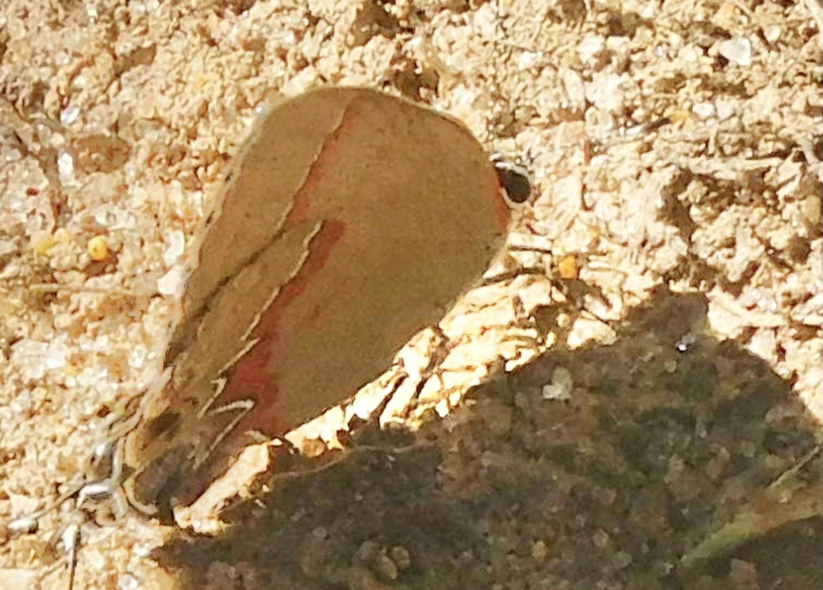 red banded hairstreak