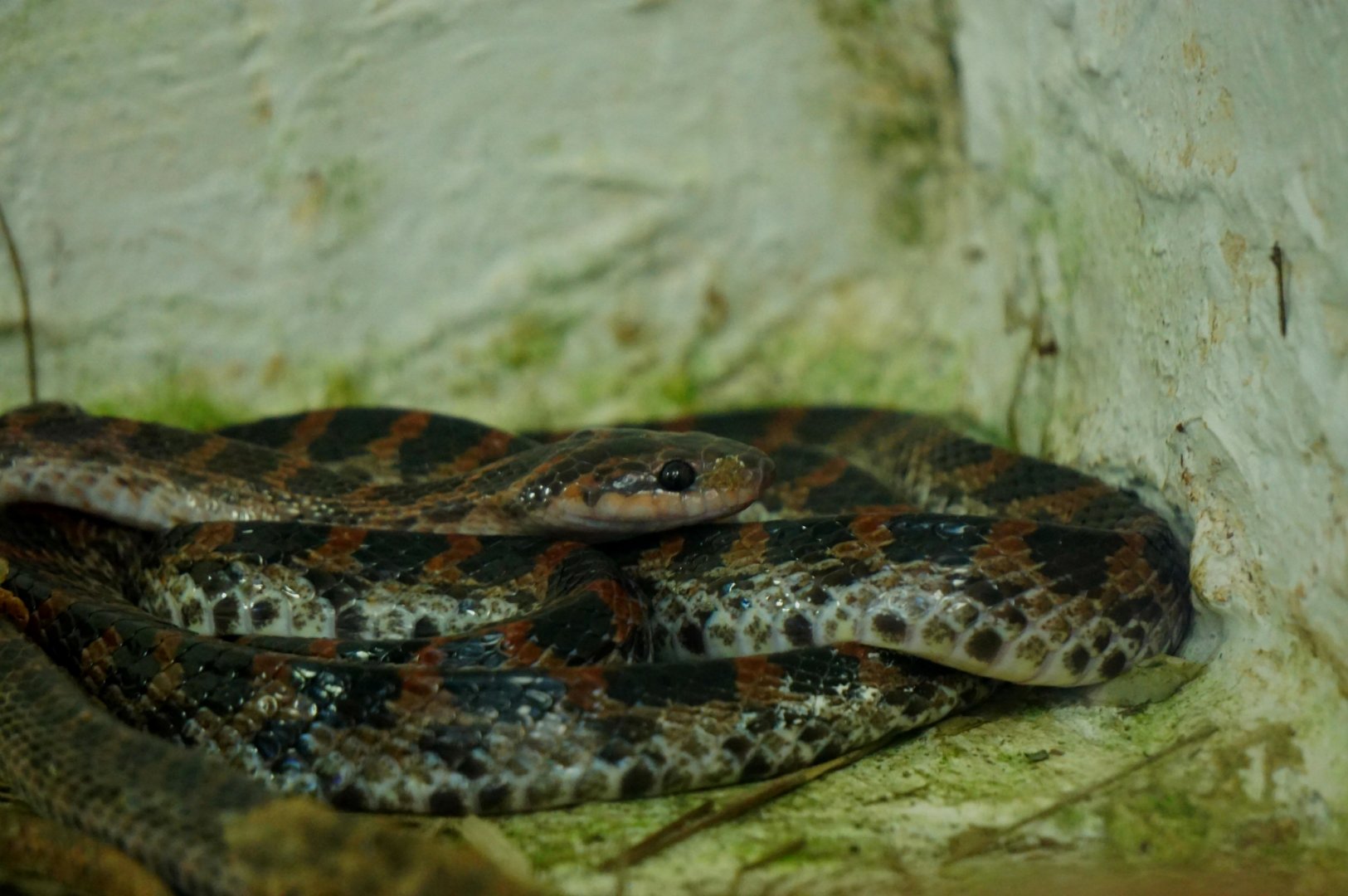 Red banded odd-toothed snake