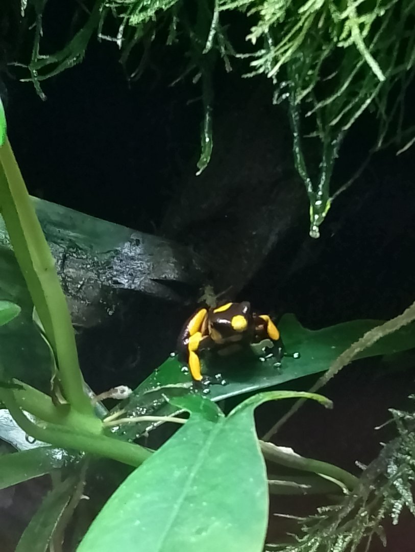 Red-banded poison frog