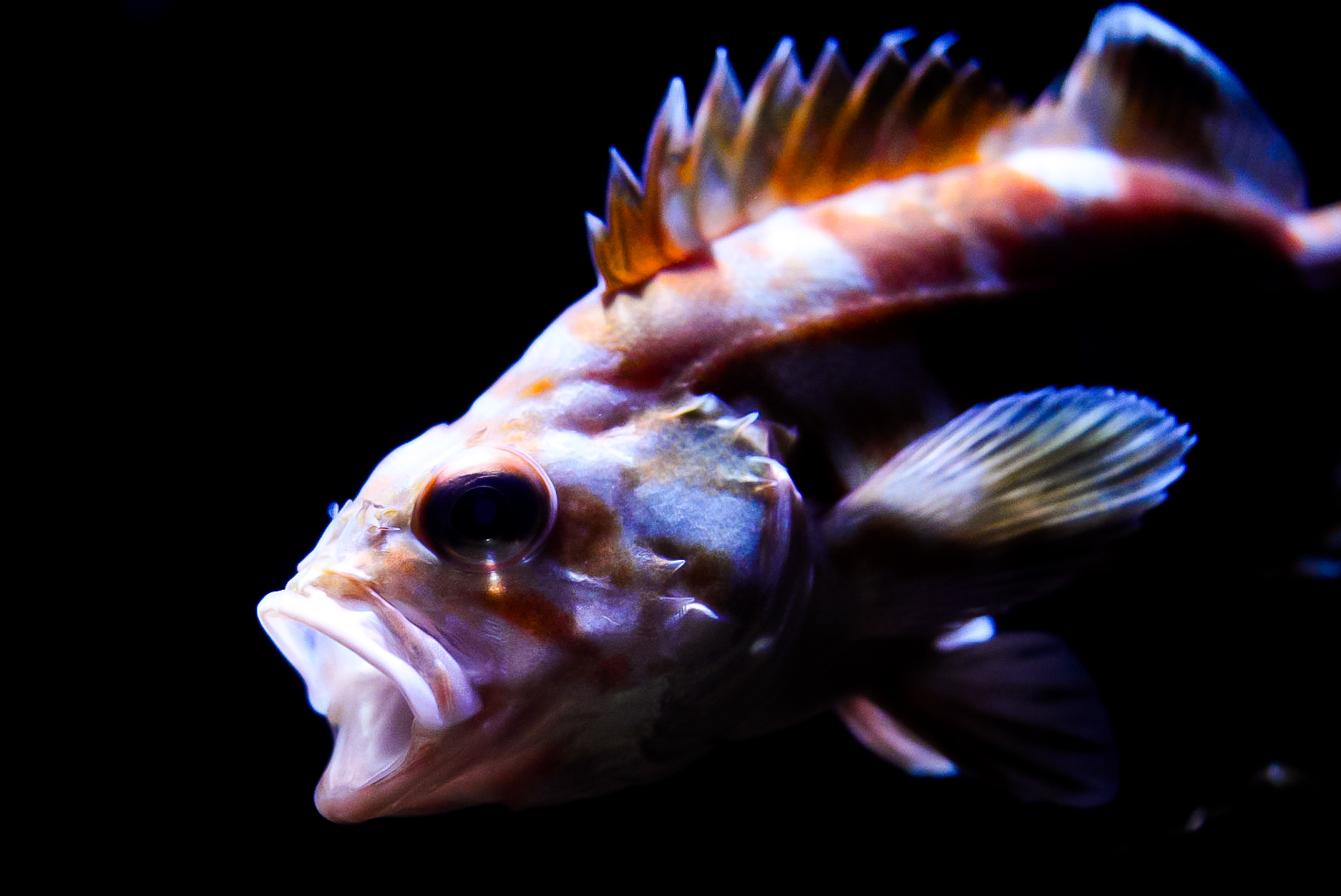 Red Banded Rockfish (Juvenile)