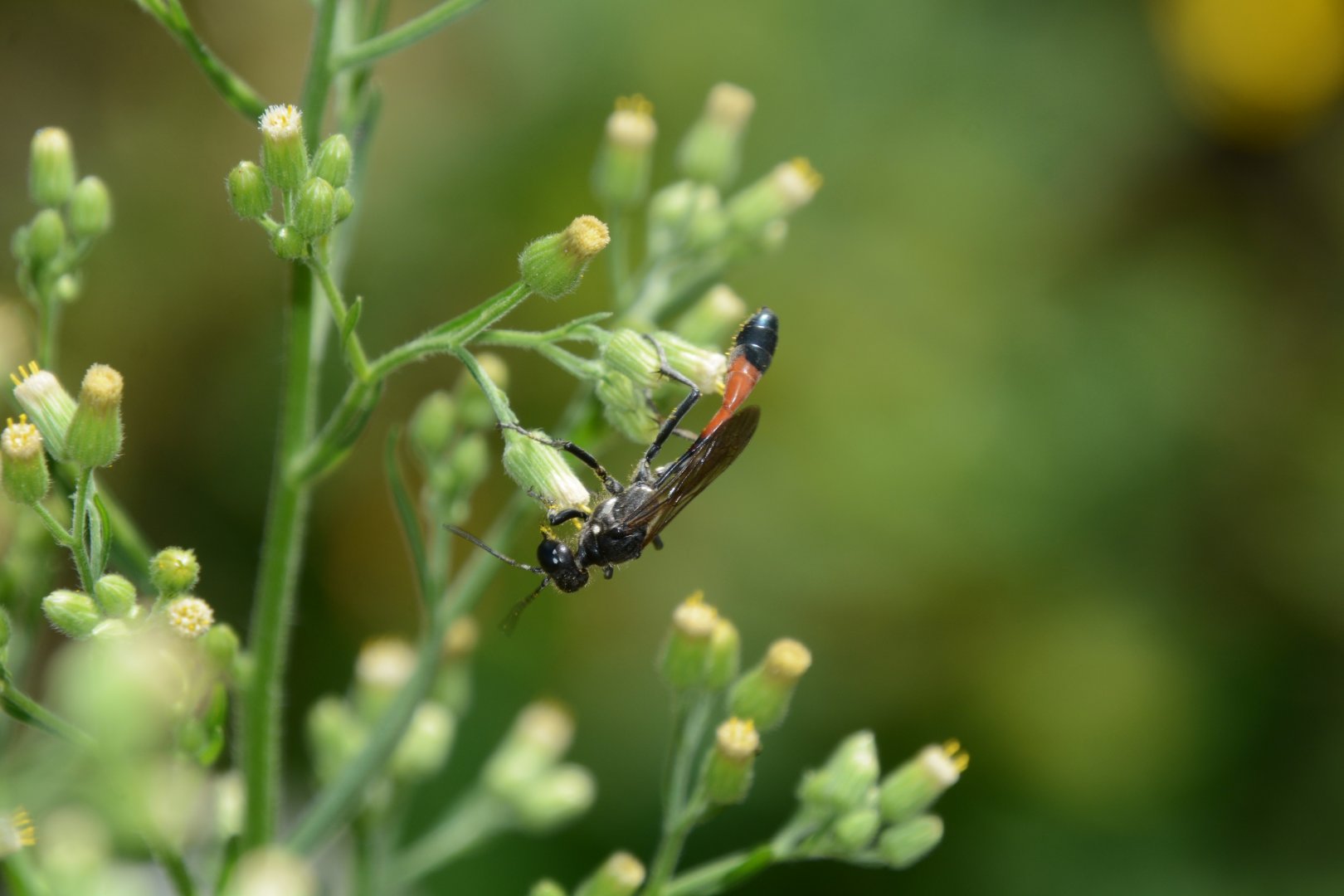 Red-banded sand wasp (Ammophila sabulosa)