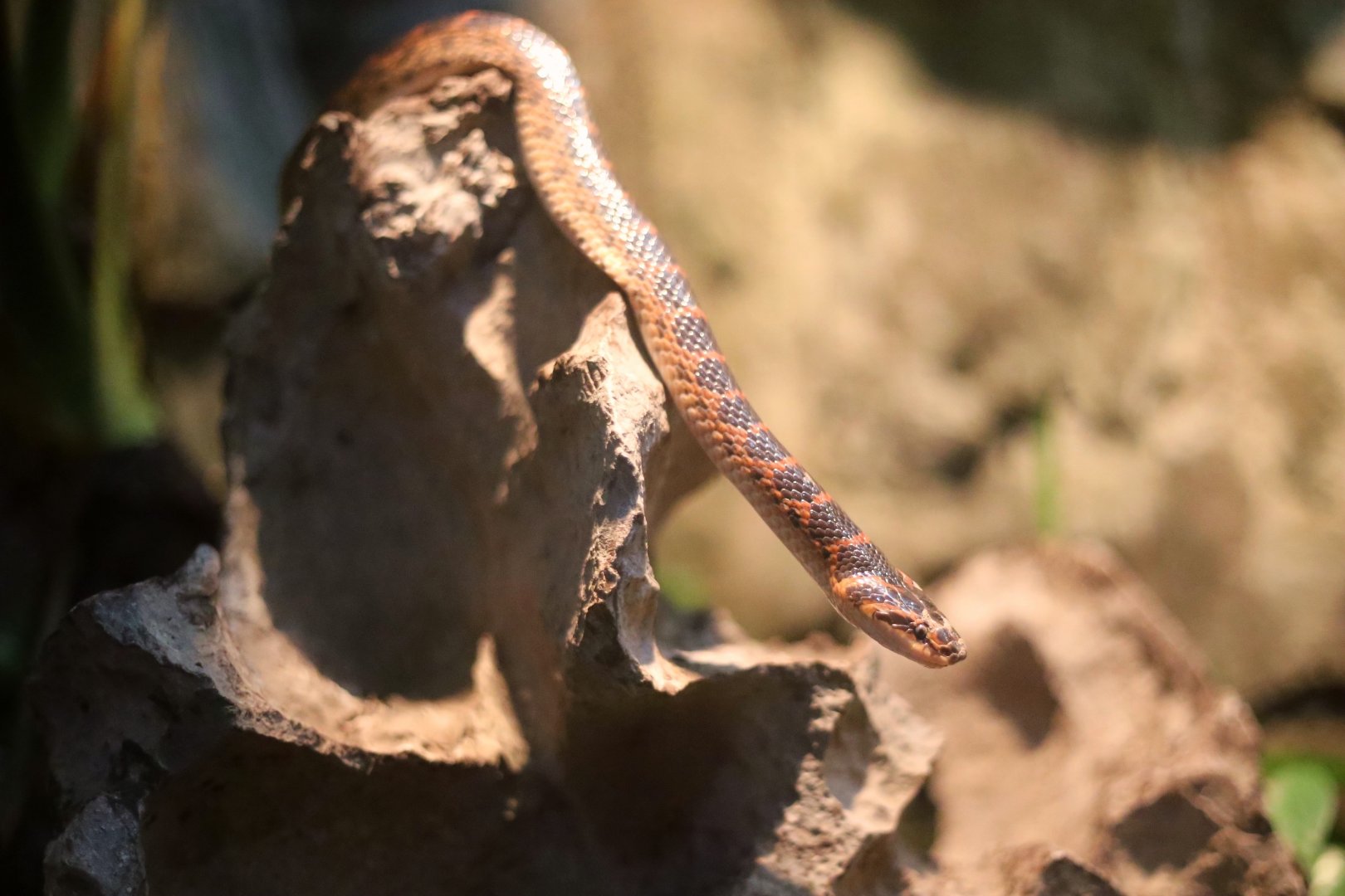Red-banded Snake (Lycodon rufozonatus)