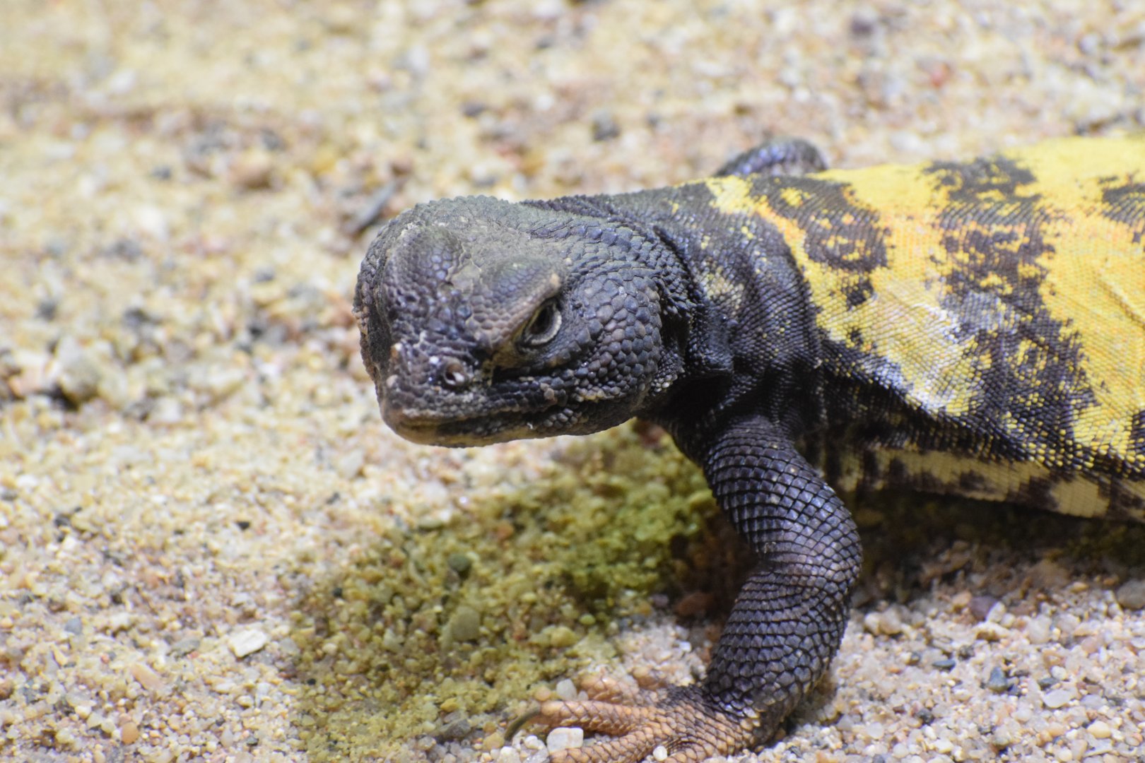 Red-banded spiny-tailed lizard