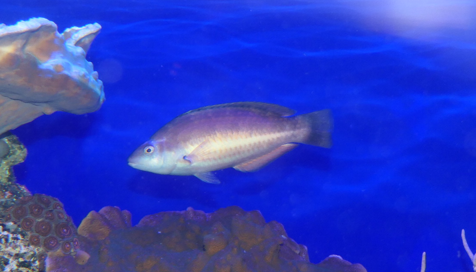 Red-banded Wrasse (Pseudolabrus biserialis)