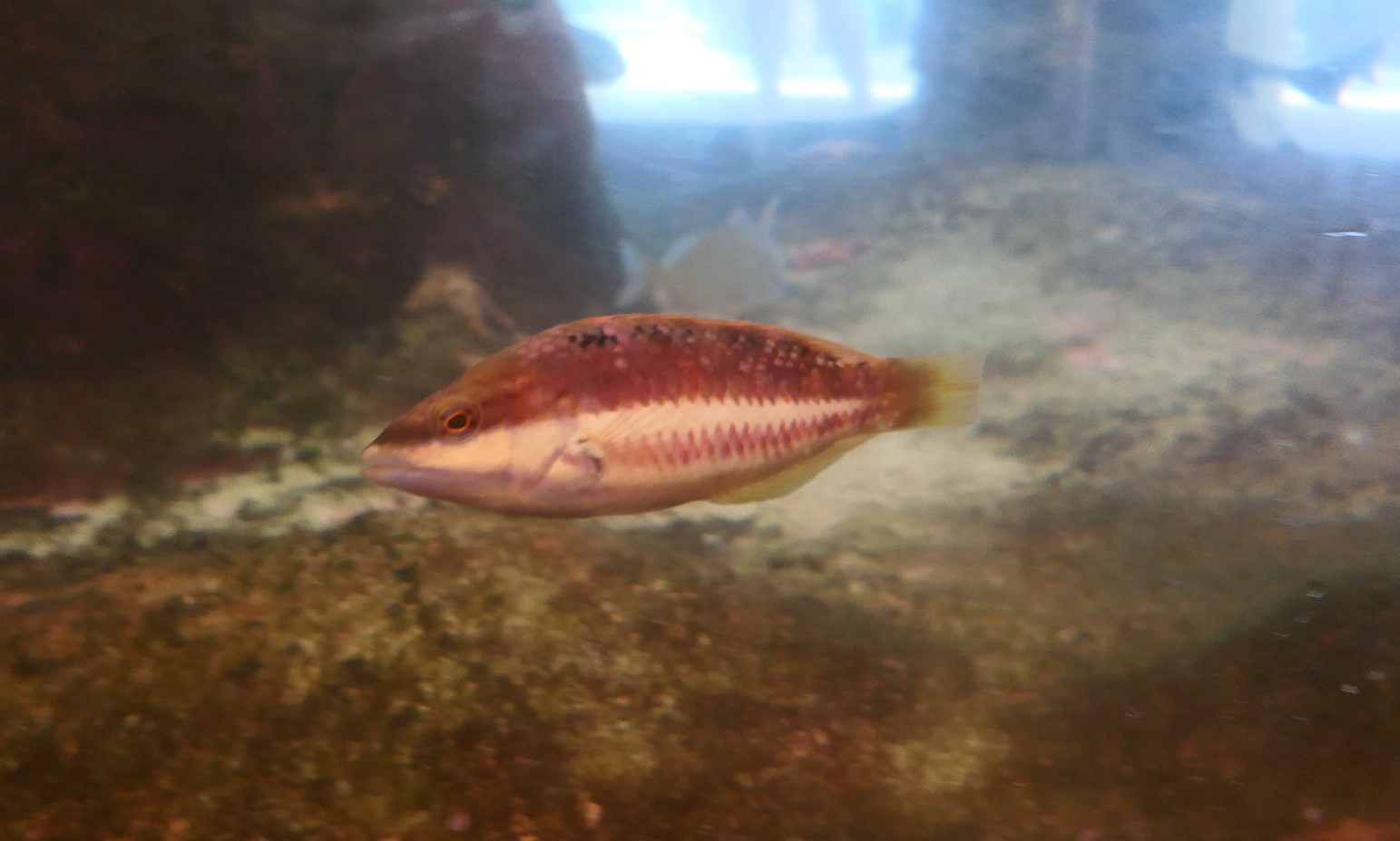 Red-banded Wrasse (Pseudolabrus biserialis)