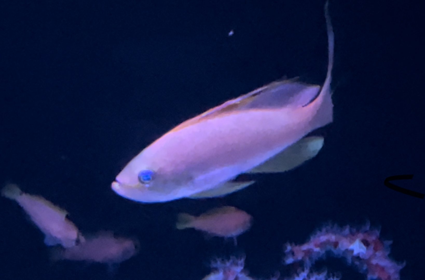 red barbier and pug nosed bass