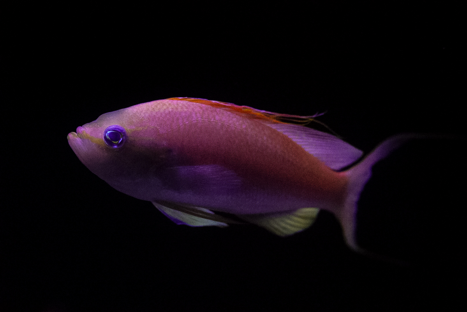 Red Barbier Anthias // Twighlight Zone