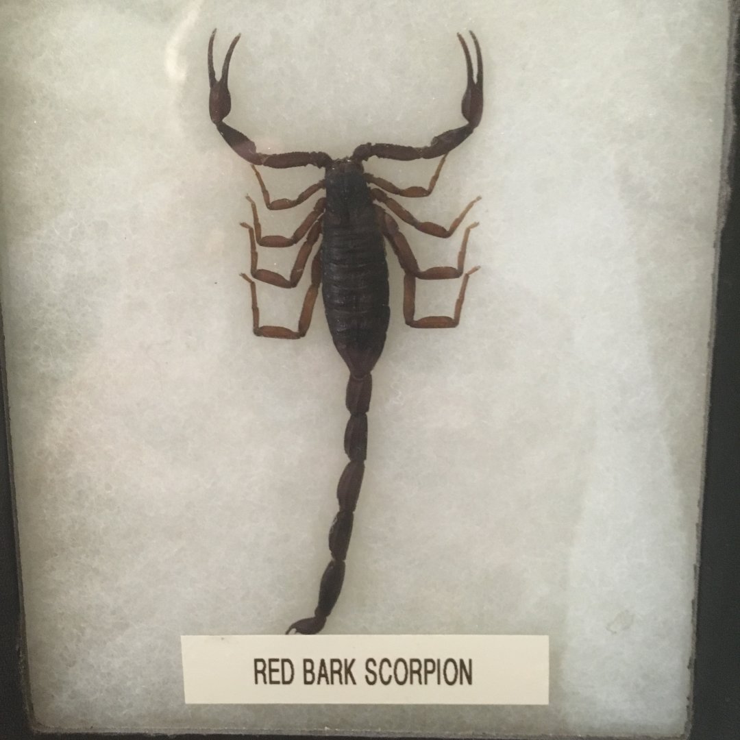 Red Bark Scorpion